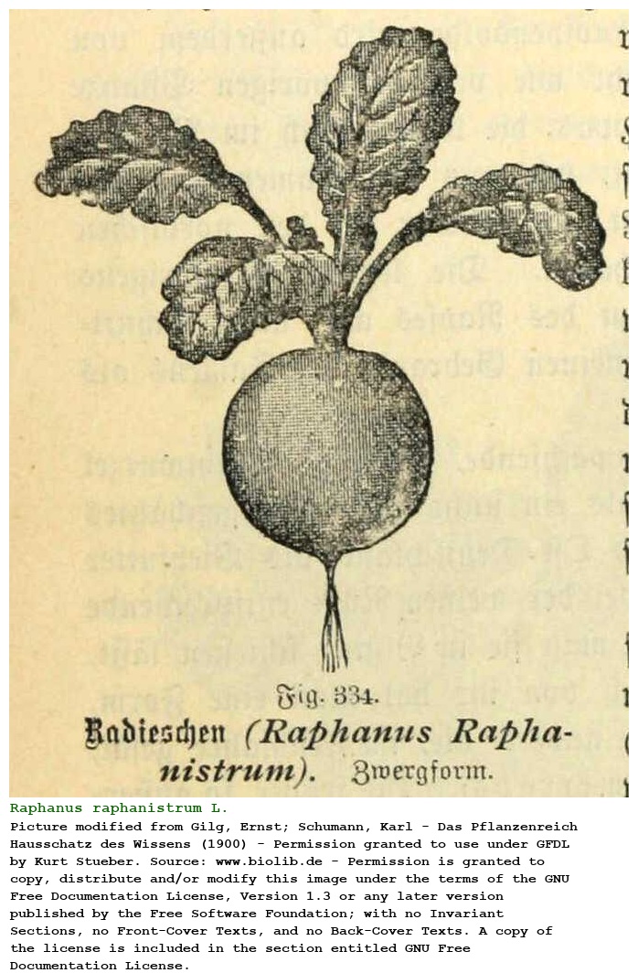 Raphanus raphanistrum L.